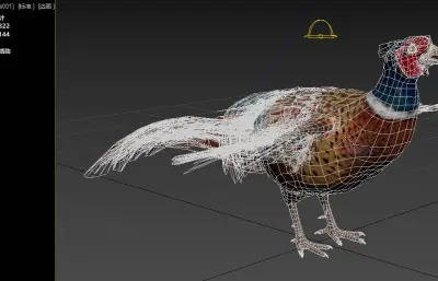 环颈雉 雉鸡 野鸡 七彩山鸡