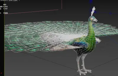 绿孔雀 爪哇孔雀 国家一级保护动物