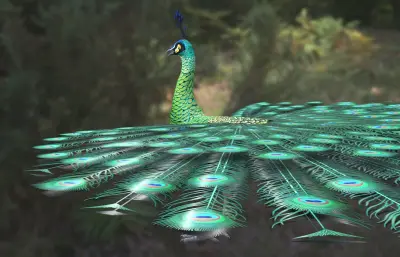 绿孔雀 爪哇孔雀 国家一级保护动物