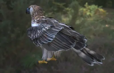 菲律宾食猿雕 菲律宾鹰 大型猛禽