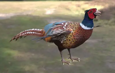 环颈雉 雉鸡 野鸡 七彩山鸡