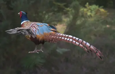 环颈雉 雉鸡 野鸡 七彩山鸡