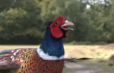 环颈雉 雉鸡 野鸡 七彩山鸡