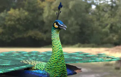 绿孔雀 爪哇孔雀 国家一级保护动物