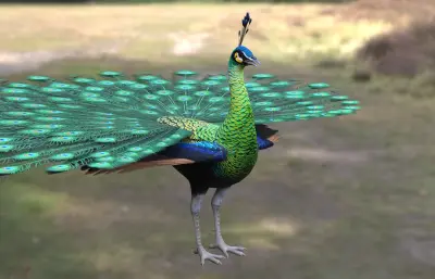 绿孔雀 爪哇孔雀 国家一级保护动物0