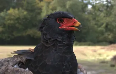 短尾雕 蛇雕 鹰科3dmax模型