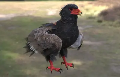 短尾雕 蛇雕 鹰科3dmax模型