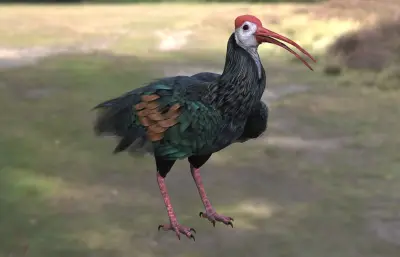 南方秃鹮 南非白肩鹮max模型