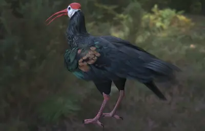 南方秃鹮 南非白肩鹮max模型