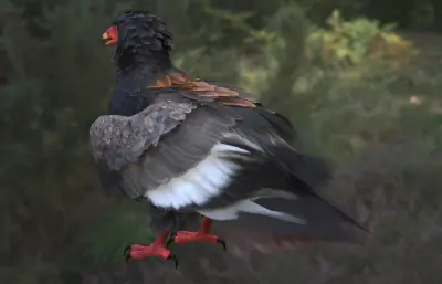 短尾雕 蛇雕 鹰科3dmax模型