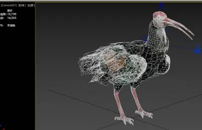 南方秃鹮 南非白肩鹮max模型