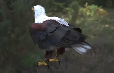 非洲海雕 非洲鱼雕 吼海雕3dmax模型