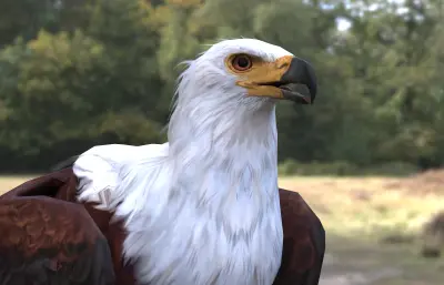 非洲海雕 非洲鱼雕 吼海雕3dmax模型