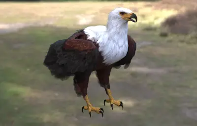 非洲海雕 非洲鱼雕 吼海雕3dmax模型