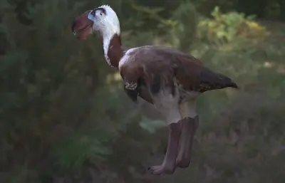 远古恐鸟,骇鸟,恐怖鸟max模型