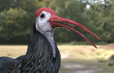 南方秃鹮 南非白肩鹮max模型