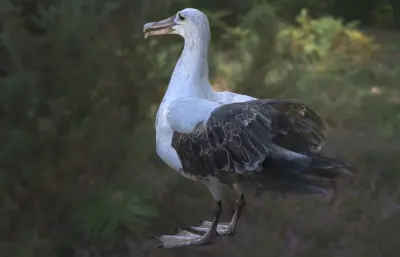 波纹信天翁 加岛信天翁