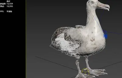 波纹信天翁 加岛信天翁