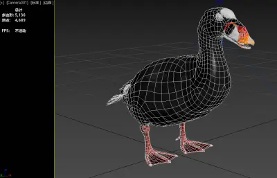 斑头海番鸭 冲浪海番鸭