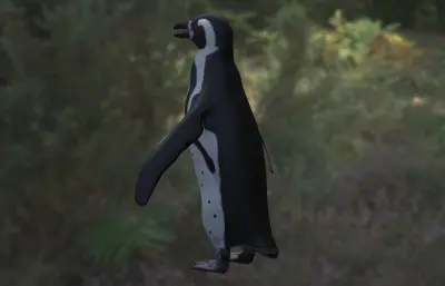 非洲企鹅 斑嘴环企鹅 公驴企鹅