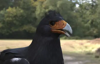 山卡拉鹰 山凤头 卡拉鹰