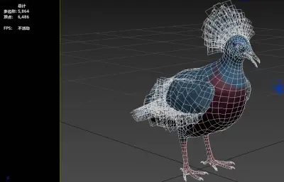 维多利亚凤冠鸠 维多利亚冠鸠 观赏鸟类