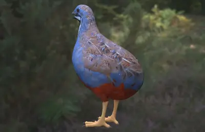 蓝胸鹑 亚洲蓝鹌鹑 小鹌鹑