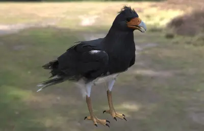 山卡拉鹰 山凤头 卡拉鹰