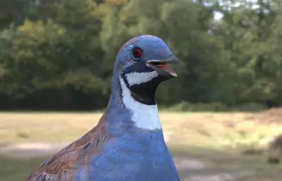 蓝胸鹑 亚洲蓝鹌鹑 小鹌鹑