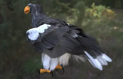 虎头海雕 虎头雕 大型猛禽
