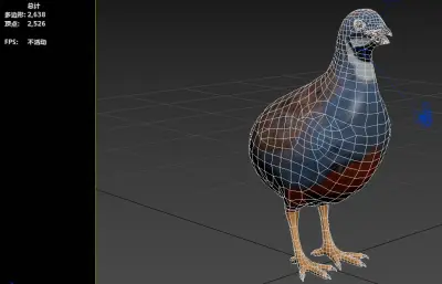 蓝胸鹑 亚洲蓝鹌鹑 小鹌鹑