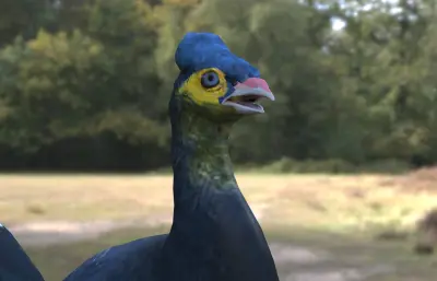 苏拉威西冢雉 马累奥鸟冢雉