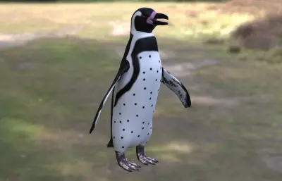 非洲企鹅 斑嘴环企鹅 公驴企鹅