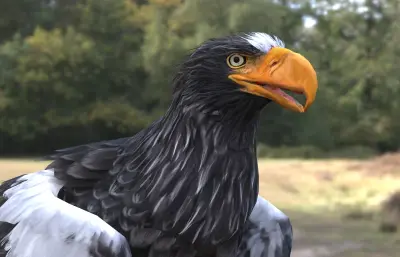 虎头海雕 虎头雕 大型猛禽