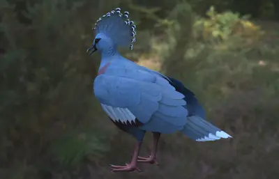 维多利亚凤冠鸠 维多利亚冠鸠 观赏鸟类