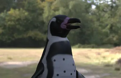 非洲企鹅 斑嘴环企鹅 公驴企鹅