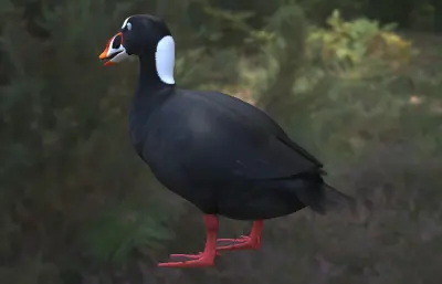 斑头海番鸭 冲浪海番鸭