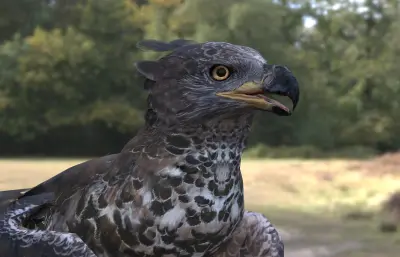 冠雕 非洲冠雕 冕雕