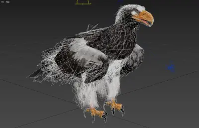 虎头海雕 虎头雕 大型猛禽