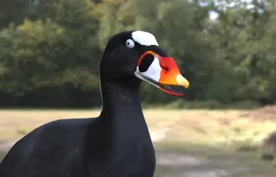 斑头海番鸭 冲浪海番鸭