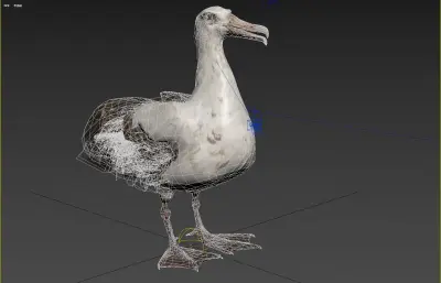 波纹信天翁 加岛信天翁