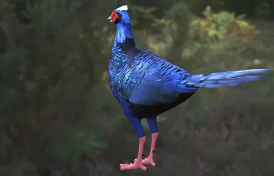 蓝腹鹇 蓝鹇 台湾鹇