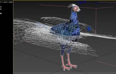 蓝腹鹇 蓝鹇 台湾鹇