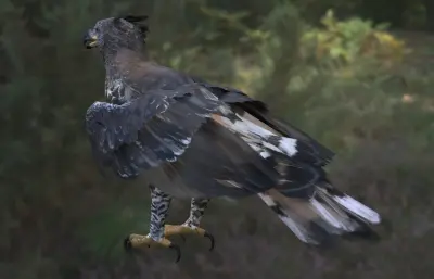 冠雕 非洲冠雕 冕雕