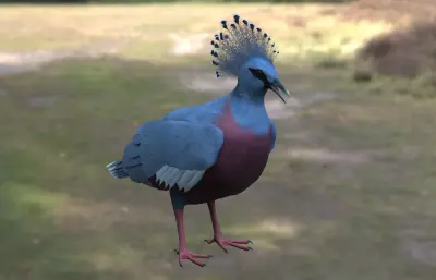 维多利亚凤冠鸠 维多利亚冠鸠 观赏鸟类