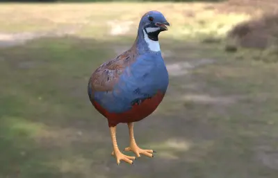 蓝胸鹑 亚洲蓝鹌鹑 小鹌鹑