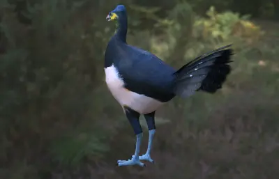 苏拉威西冢雉 马累奥鸟冢雉