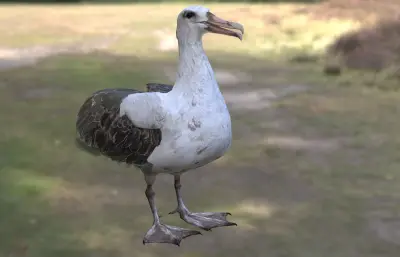 波纹信天翁 加岛信天翁