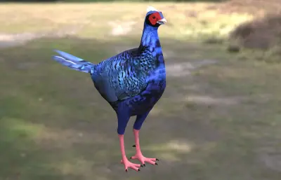 蓝腹鹇 蓝鹇 台湾鹇