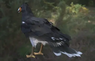 山卡拉鹰 山凤头 卡拉鹰